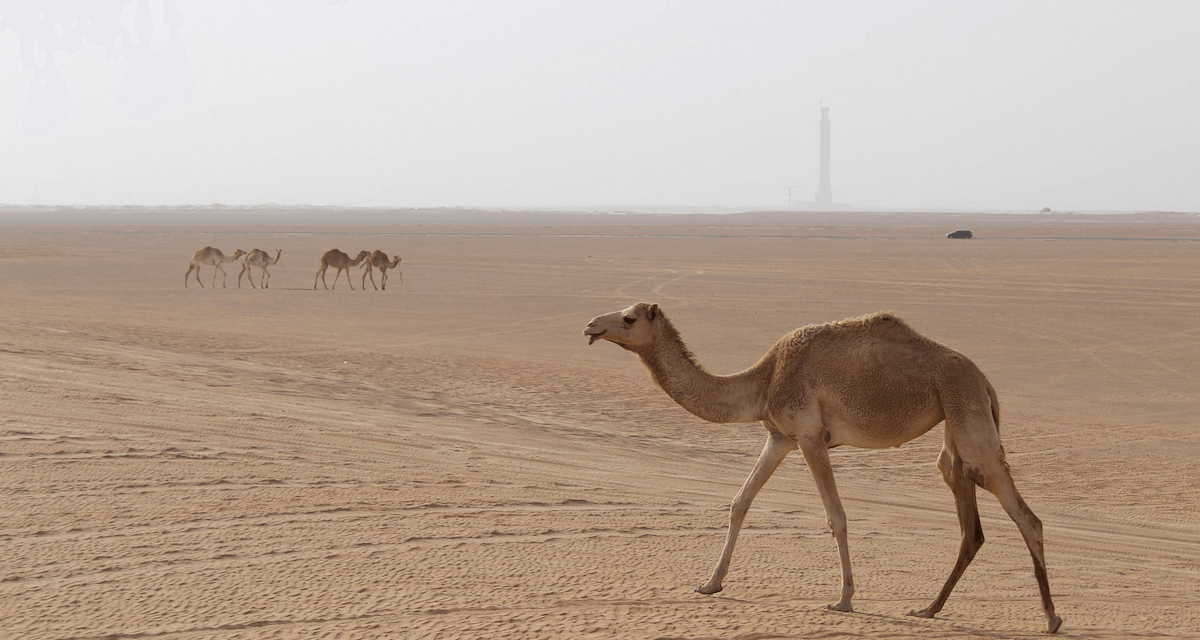 “كانون” تختتم دورة التصوير الفوتوغرافي لـ “أكاديمية كانون للصغار” بتنظيم معرض افتراضي يعرض مواهب التصوير المتميزة للأطفال