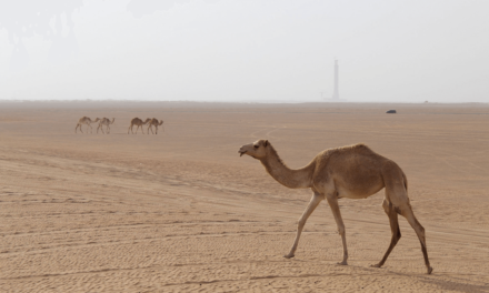 “كانون” تختتم دورة التصوير الفوتوغرافي لـ “أكاديمية كانون للصغار” بتنظيم معرض افتراضي يعرض مواهب التصوير المتميزة للأطفال