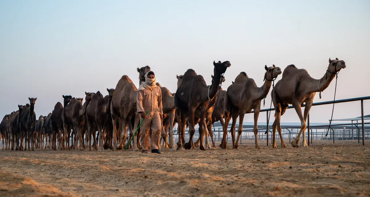 تخفيض الانبعاثات الكربونية واعتماد الممارسات المسؤولة لتحقيق الاستدامة في قطاع مزارع إنتاج الألبان