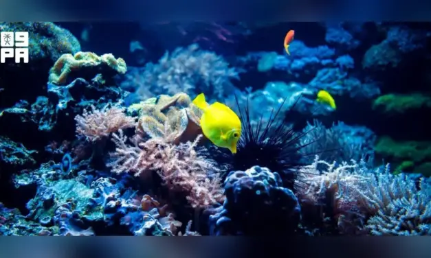 كاوست تقود أول تقييم عالمي لاستجابة البيئة البحرية للاحتباس الحراري