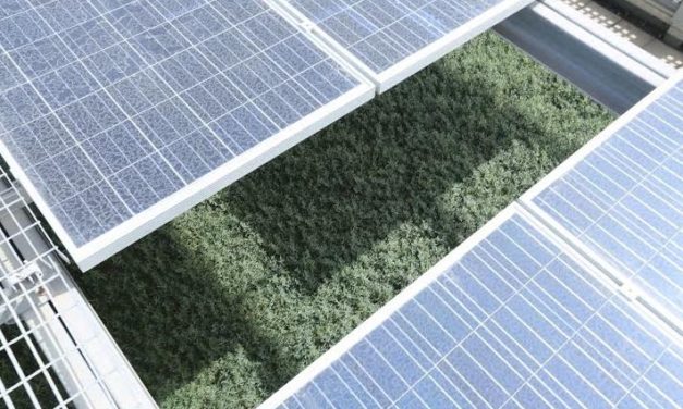 Solar Energy in Dubai: Sun is our Limit