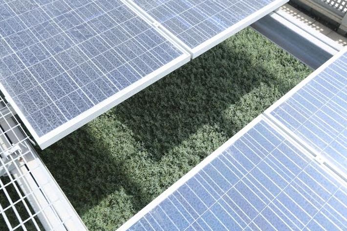 Solar Energy in Dubai: Sun is our Limit
